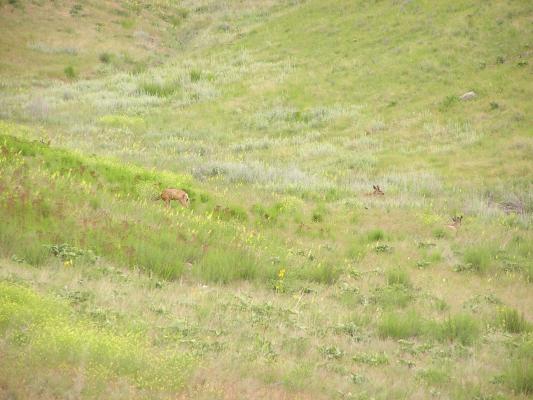 Deer grazing on the hills.