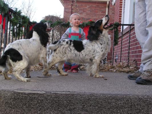 Noah likes the dogs.