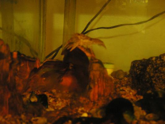 Our crawdads climb on the rocks to hunt the goldfish.