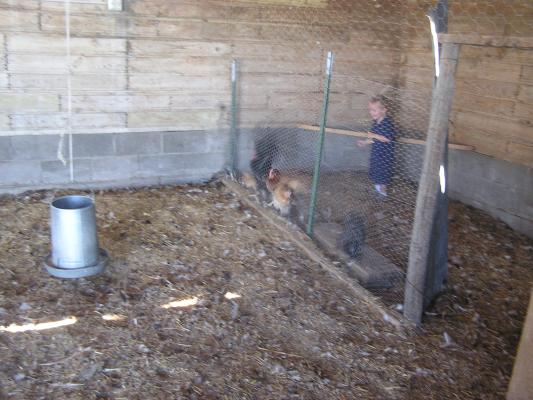 Noah chases a chicken.