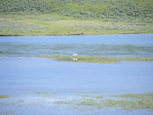 White birds