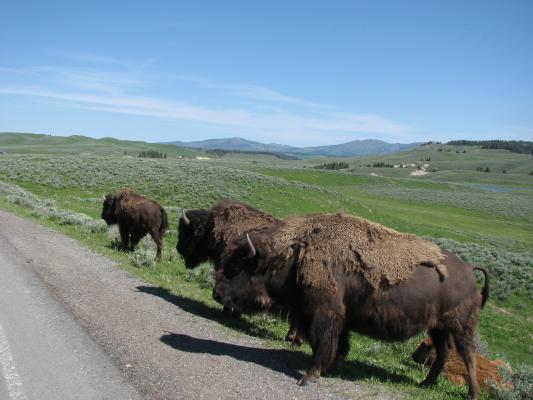 Bison