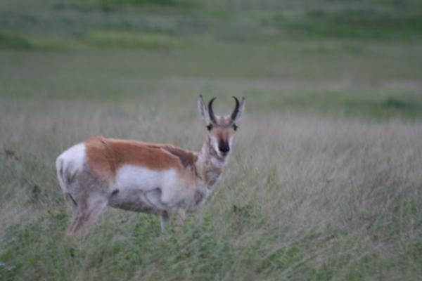 An antelope.