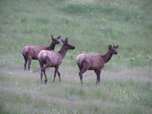 A bunch of elk.