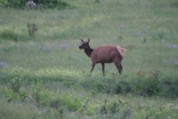 An elk.