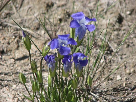 Purple flowers