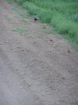 pheasant