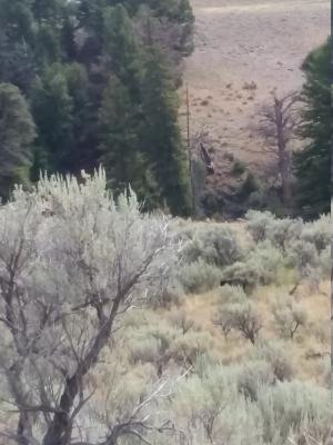 Black Bear