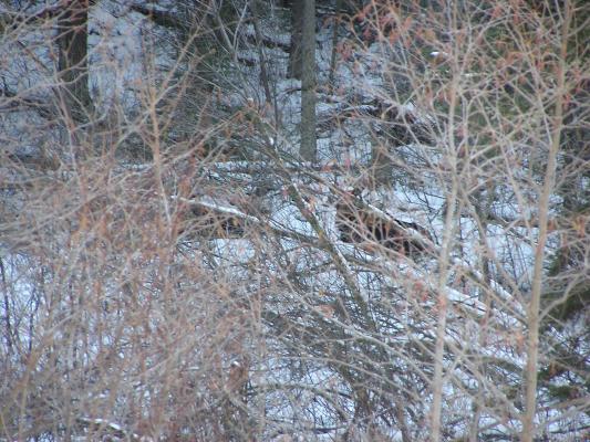 Two meese.