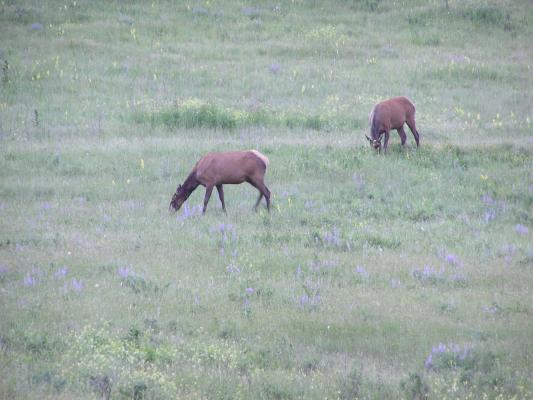 A couple of elk.