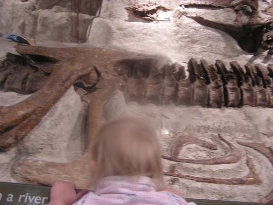 Sarah looks at some fossil bones at the Museum of the Rockies.