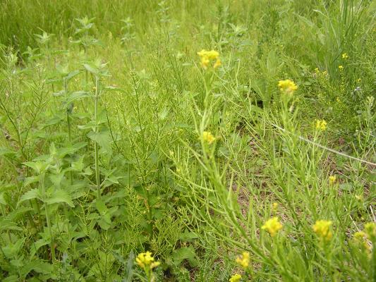 Wild flowers on the nature trail.