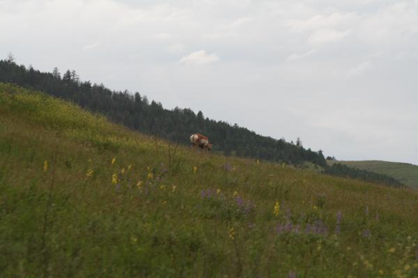 An antelope.