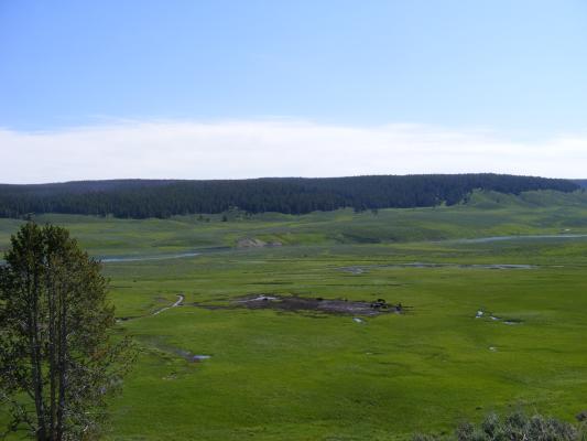 American Buffalo in valley
