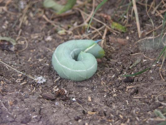 Caterpiller
