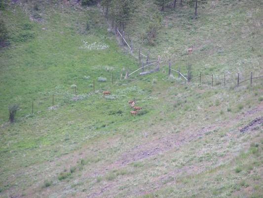 A bunch more deer.
