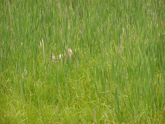 Do you see the deer?