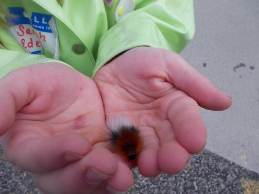 Caterpillar