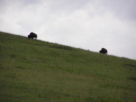 Buffalo on the skyline.