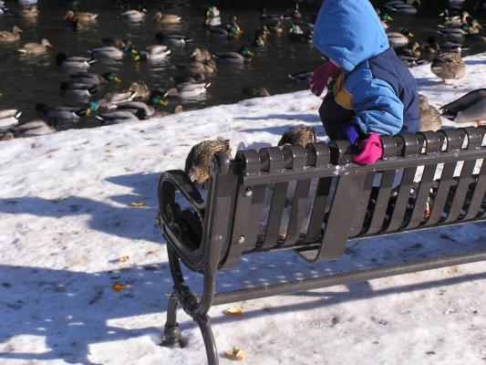 Noah feeds the ducks