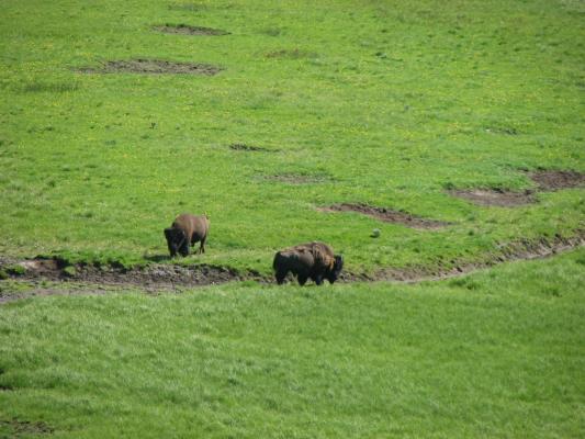Bison