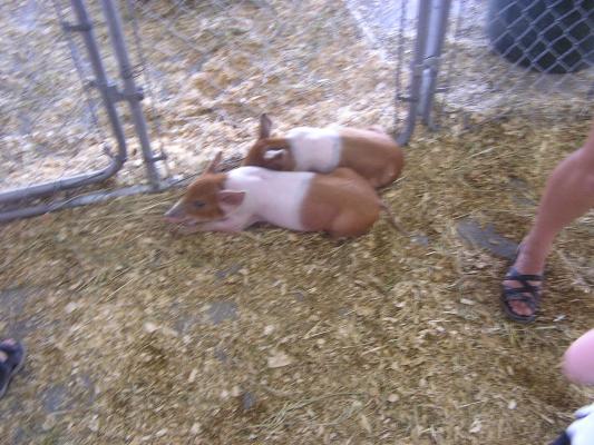Pigs