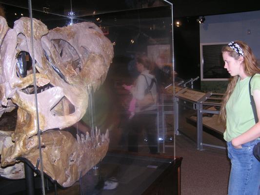 Katie looks at a T-Rex head at the Museum of the Rockies.