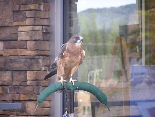 A Hawk