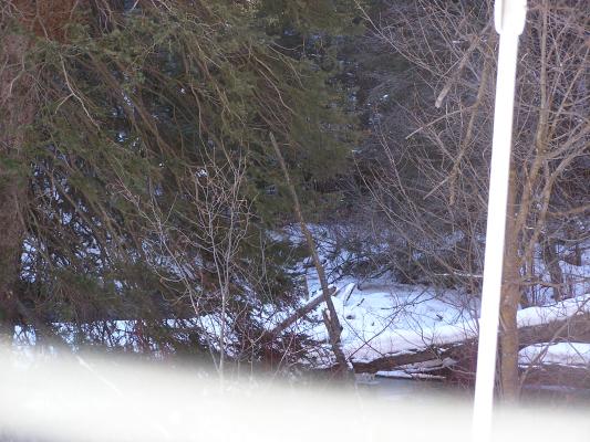 There's a moose in there somewhere.