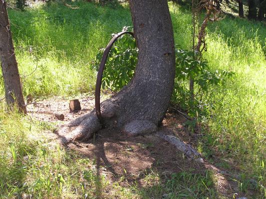 A tree grew up around this wagon wheel.