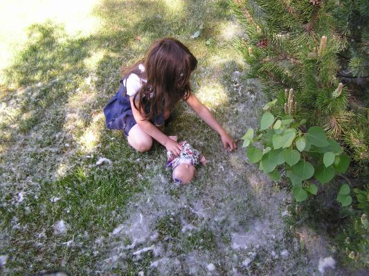 Andrea inspects the lawn cotton.