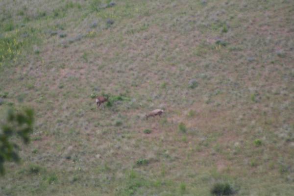 Some deer.