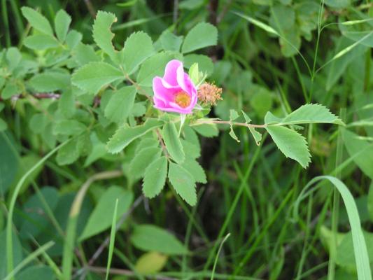 flowers at the Holiday campground