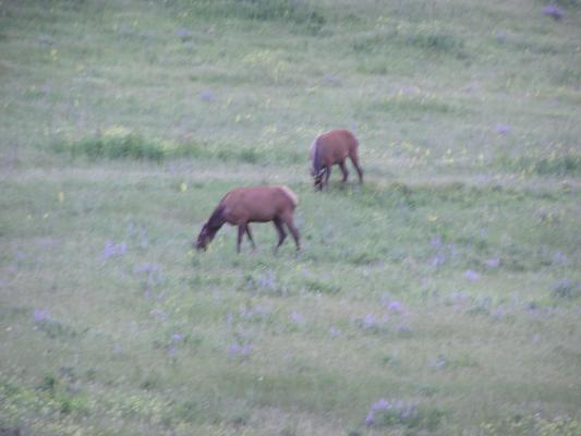 A couple of elk.