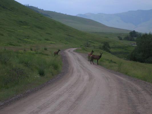 ELk on the Bison Range.