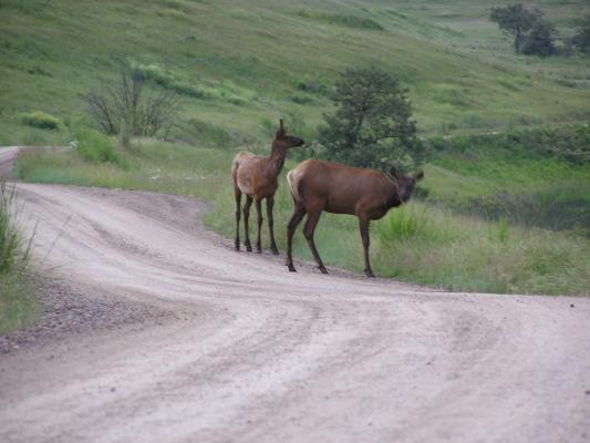 A couple of elk on the edge of the road.