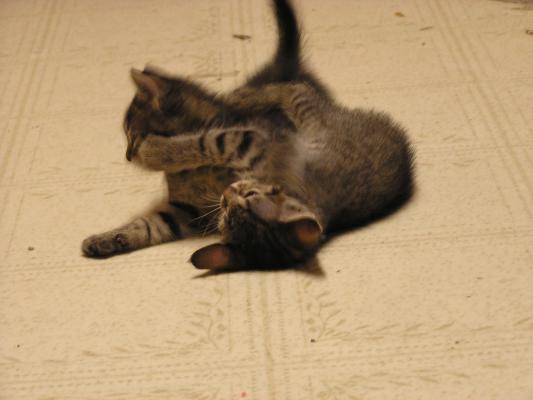 Cats play on the Cline's floor