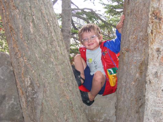 Noah in trees