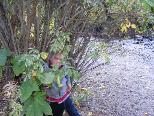 Noah in a bush.