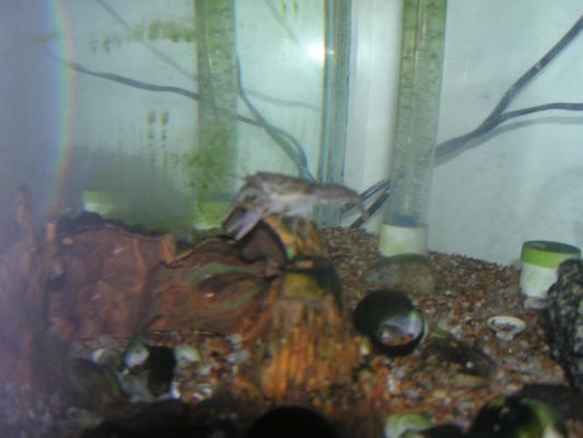 Our crawdads climb on the rocks to hunt the goldfish.