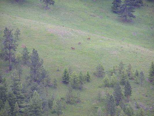Four elk at the end of the trail.