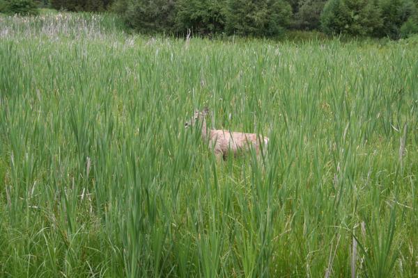 A deer on the nature walk.