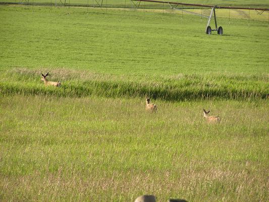 The deer did not really want to be seen.
