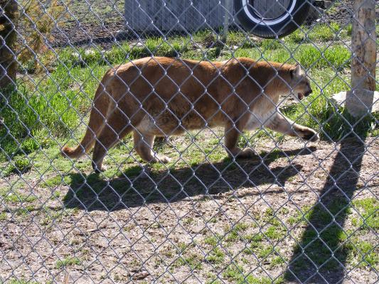 Fat old Mountain lion at Beartooth nature center