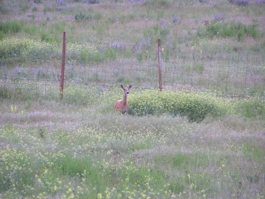 A deer by the fence.