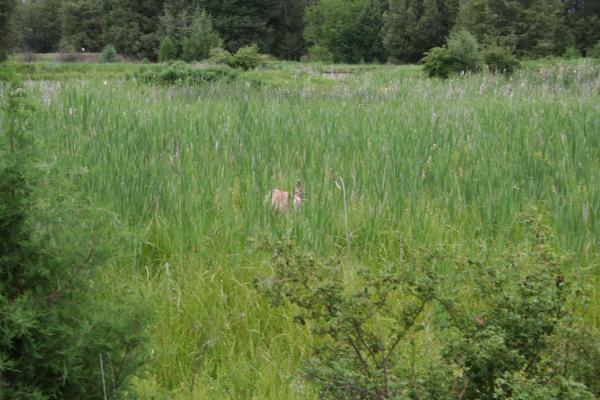 There's that deer again.