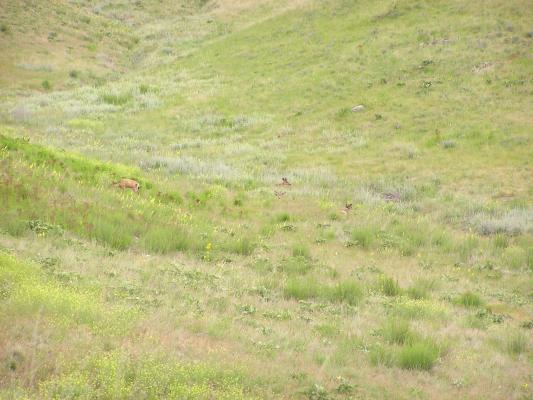 A few deer.