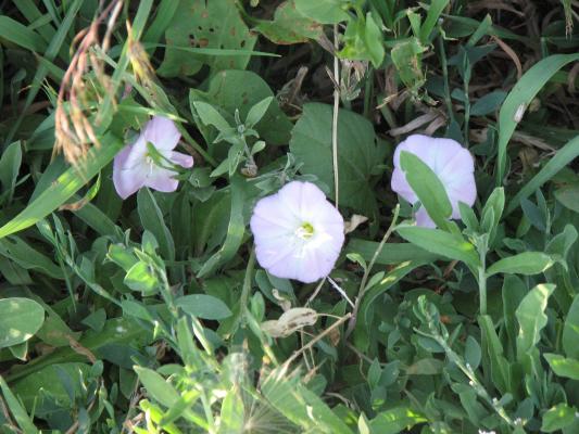flora at Gallatin Valley Recreation Area
