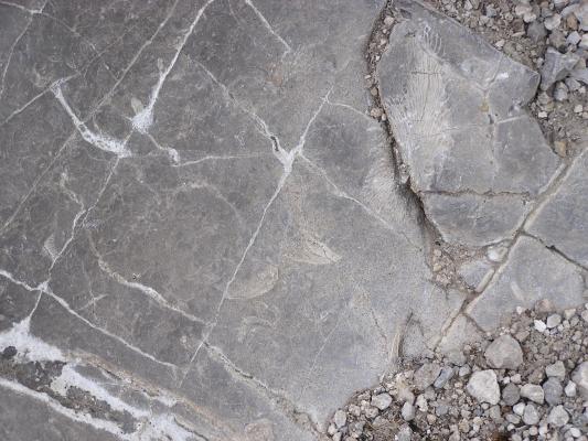 Here are some fossils we found.