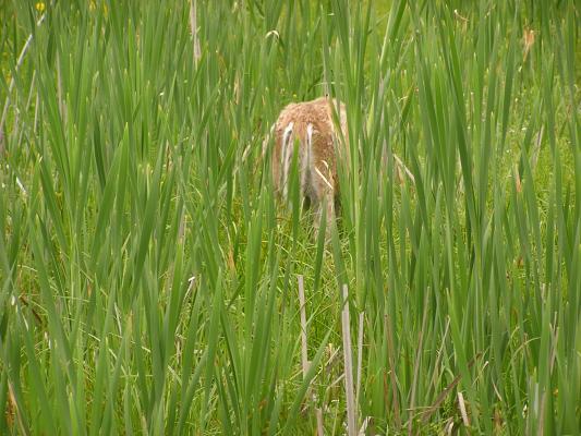 There's a deer behind those cattails.